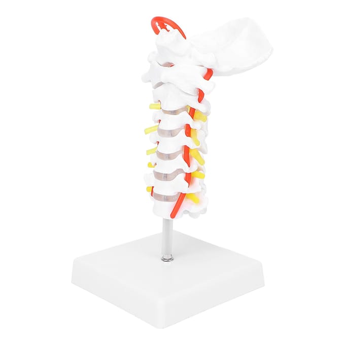Modèle de Vertèbre Cervicale Artère Colonne Vertébrale Nerfs Spinaux Modèle Anatomique pour Étude en Salle de Classe de Sciences white