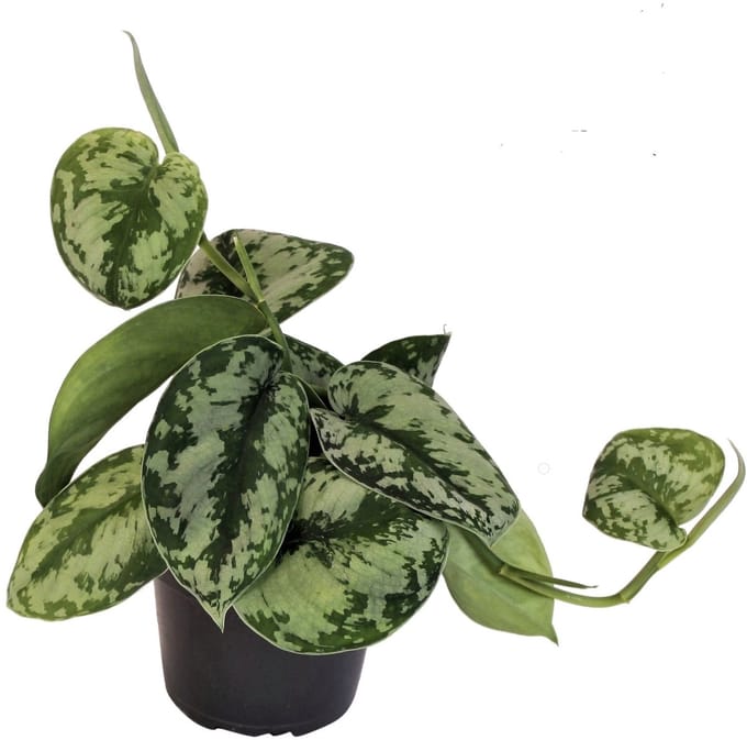 Scindapsus Pictus - Hoogte 15cm - Pot 12cm
