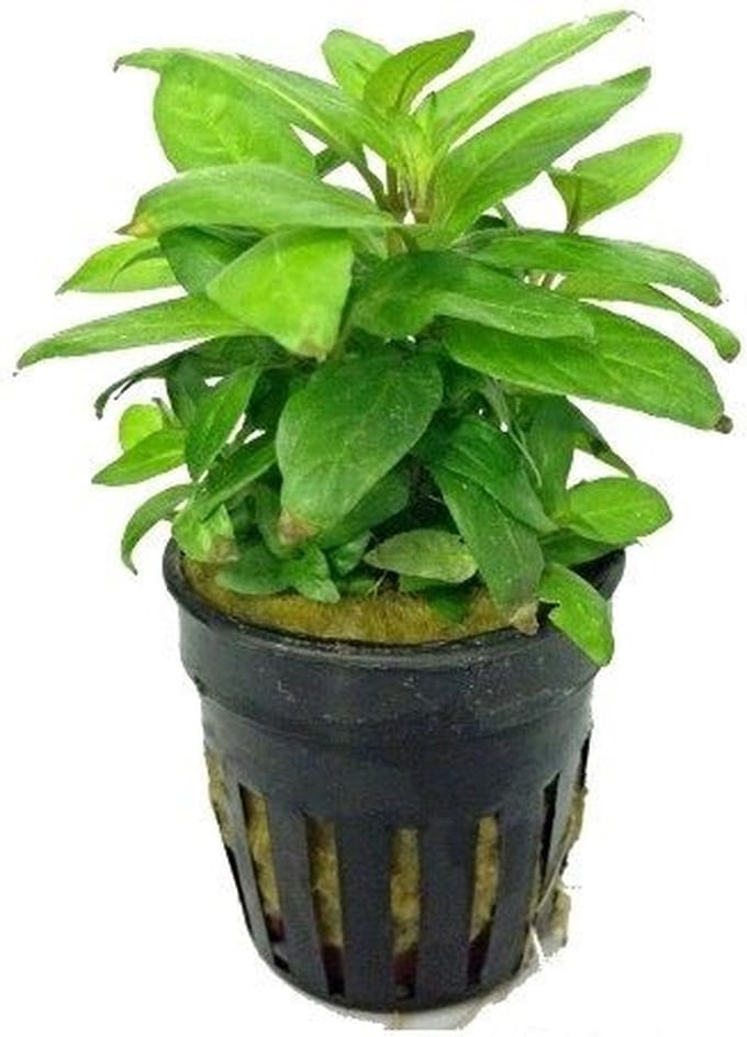 Moerings Stauroqyne Rubescens in 5 cm pot