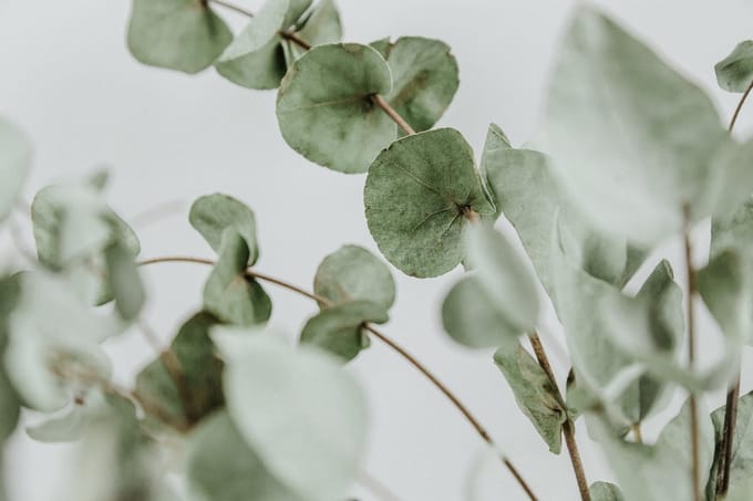 Eucalyptus Takken - Verse eucalyptus