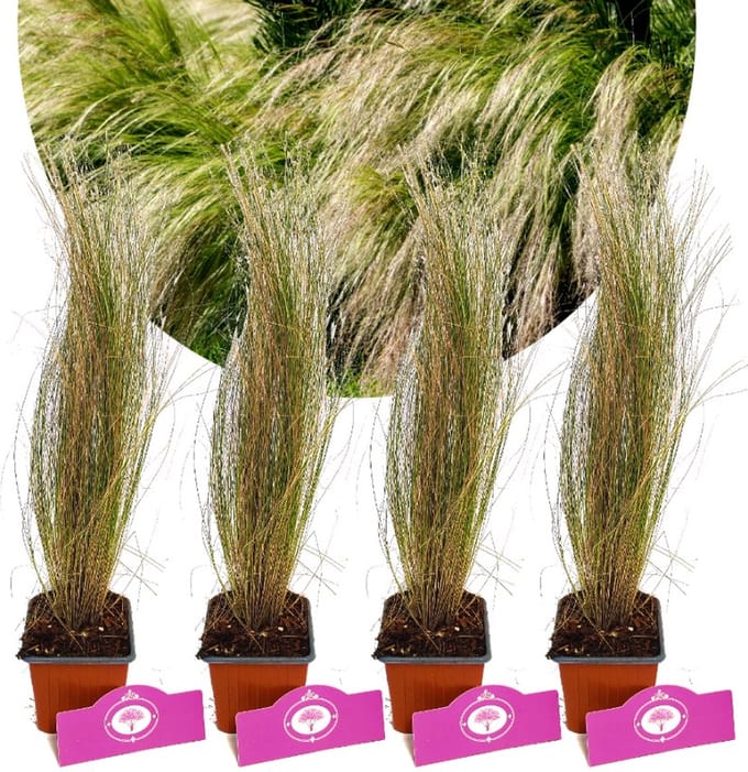 Set van 4 Vedergras - Stipa tenuissima 'Ponytails' - Hoogte 30cm - 9cm pot