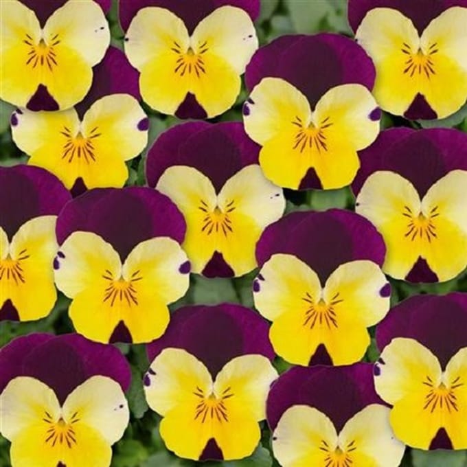 Violen Twix Yellow Purple Wing