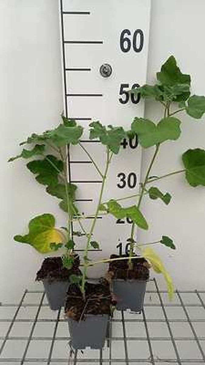6x Malvastruik - Lavatera hybr. 'Candy Floss' | 9x9 cm pot
