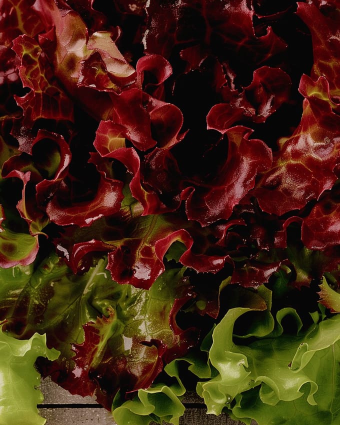 5 sets - Kropsla Zaden Lactuca Sativa Italiaanse Snijsla Vroeg Ras