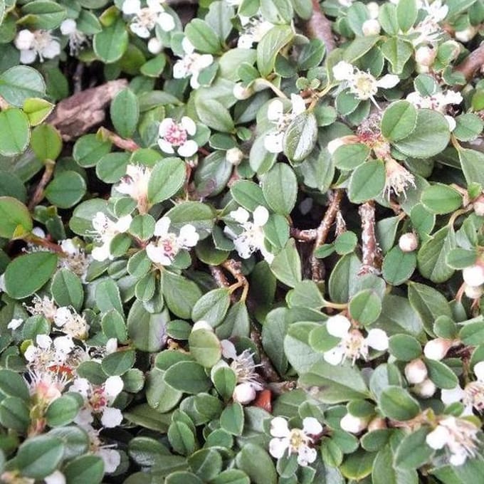 24x Cotoneaster Procumbens 'Streib's Findling' - Dwergmispel P9 - 15-20 cm in pot