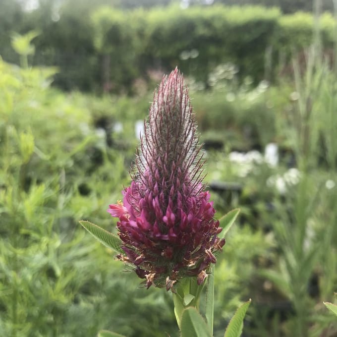 6 x Trifolium rubens - Klaver - P9 Pot (9 x 9cm) - Dima Vaste Planten