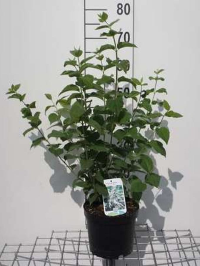 Philadelphus 'Bouquet Blanc' - Boerenjasmijn 50- 60 cm in pot