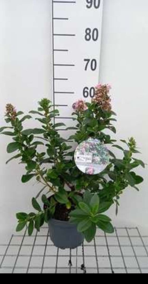 Escallonia laev. 'Pink Elle'® - Escallonia 30- 40 cm in pot
