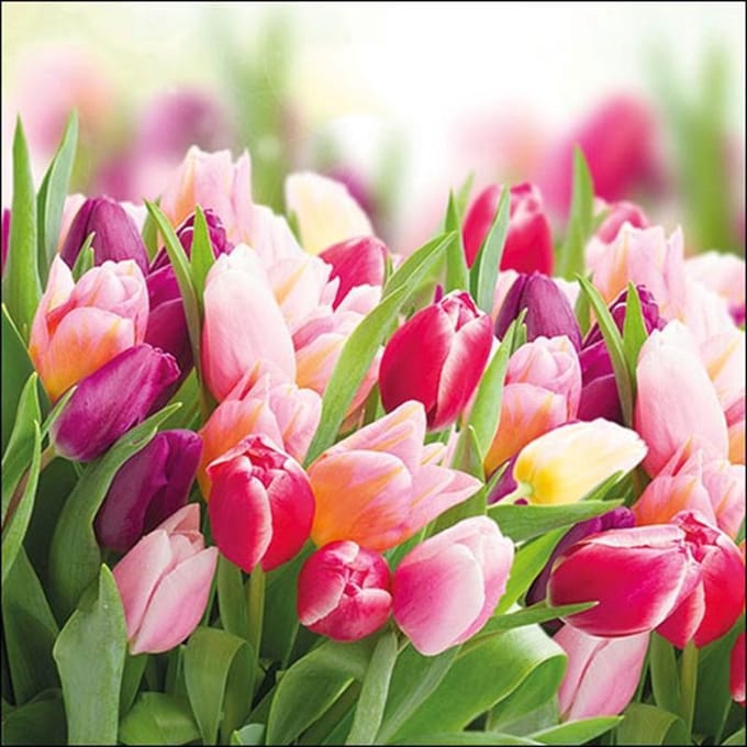 Ambiente servetten - 33x33cm - 20 stuks - Tulpen
