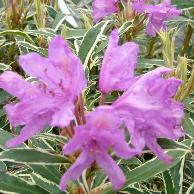 Rhododendron ponticum 'Variegatum' - 40-50 cm