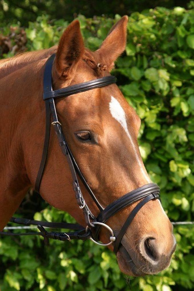 302 HB Hoofdstel Basic - Zwart - RVS Pony