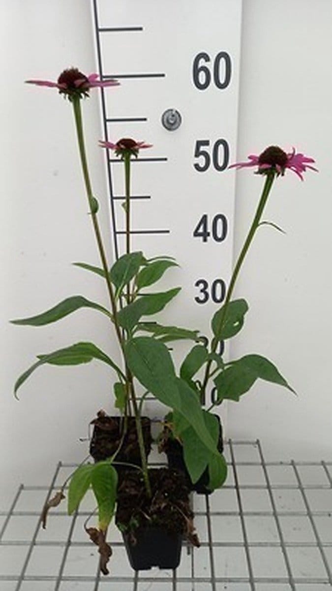6x Zonnehoed - Echinacea purp. Little Magnus' | pot 9 x 9 cm