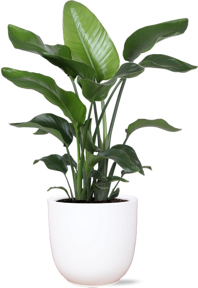 Green Harmony - Strelitzia Nicolai - Ø21cm - 80cm in Boule WIT pot