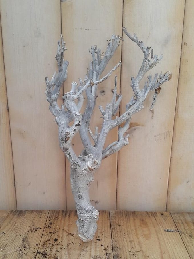 Decoratie tak wit 20 tot 30 cm Warentuin Natuurlijk