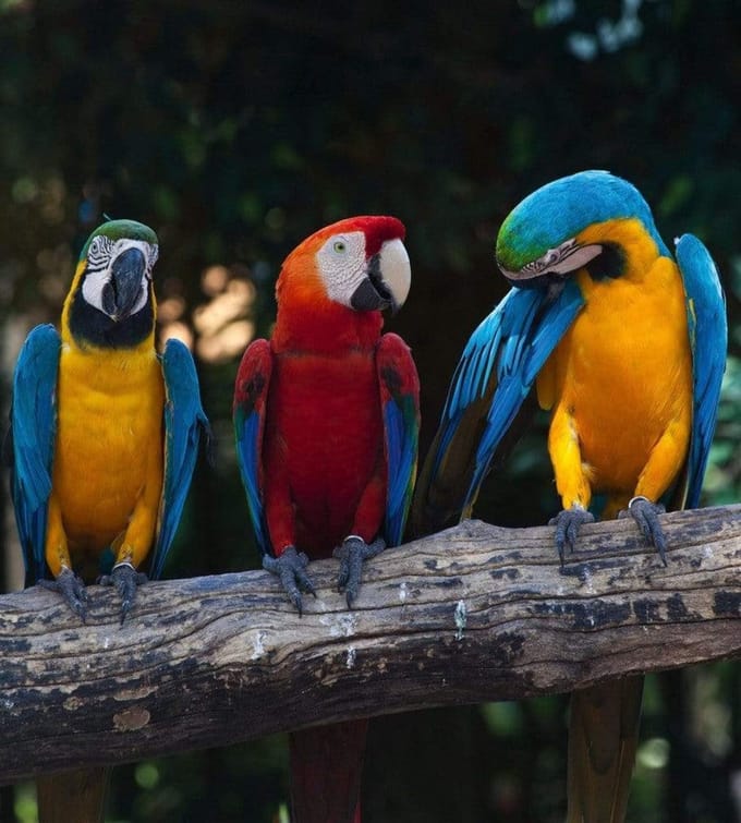 Fotobehang - Colourful Macaw 225x250cm - Vliesbehang