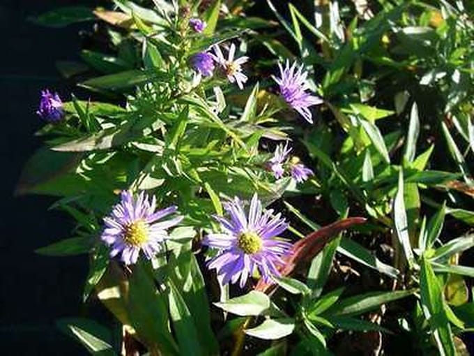 6x Aster - Aster dum. 'Prof. Anton Kippenberg' | 9x9 cm pot