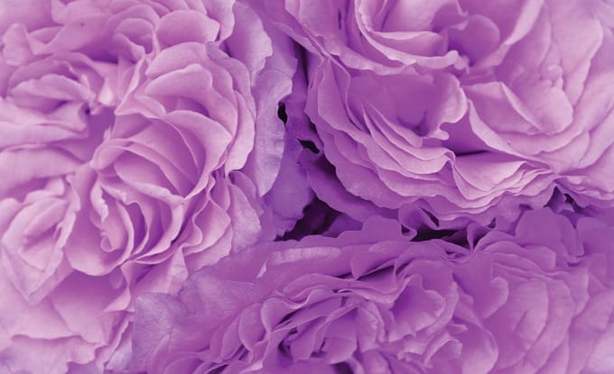 Flowers modern wallcovering