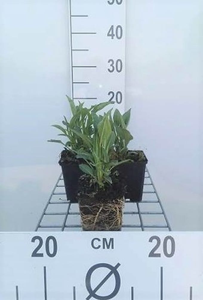 6x Zonnehoed - Echinacea purp. Tomato Soup' | 9x9 cm pot