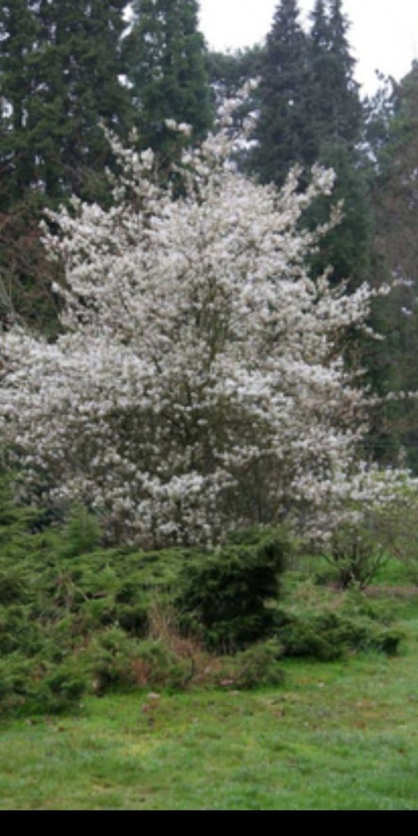 Amelanchier 'Ballerina' - Krentenboompje, Rotsmispel, Junibes 60- 80 cm in pot