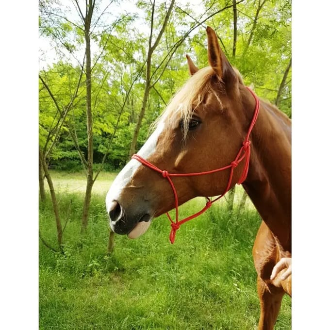 Halster voor paarden Riding World Éthologique