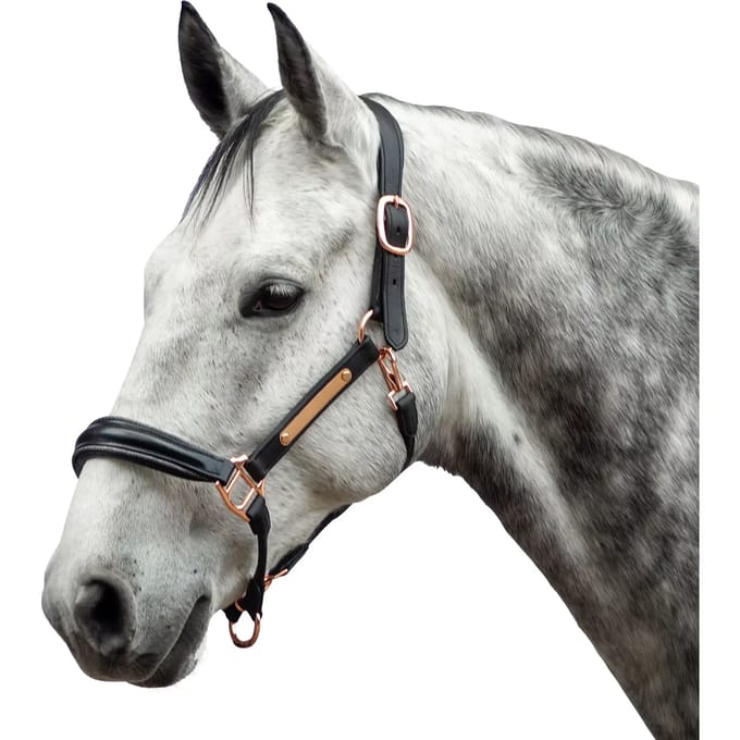 Leren halster voor paard Bridlery Eternity