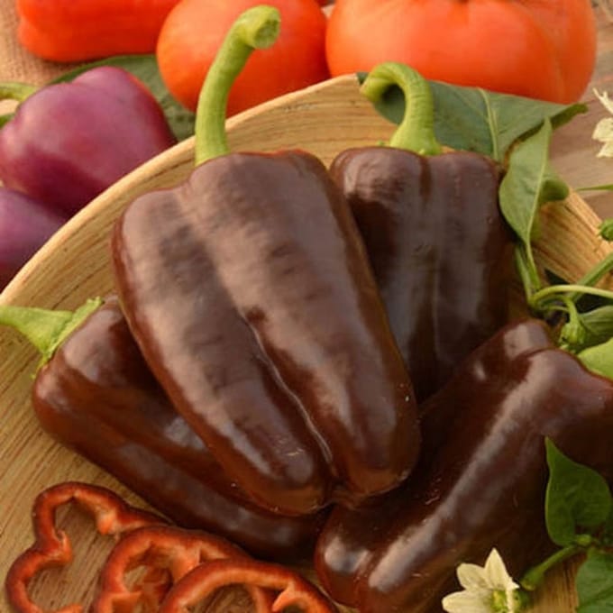 BIO paprika zaden - Paprika Chocolat