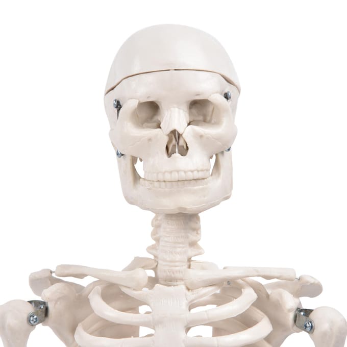 85cm Menselijk Skelet Model met Standaard Biologisch Experimenteergereedschap voor Anatomisch Onderwijsgebruik white