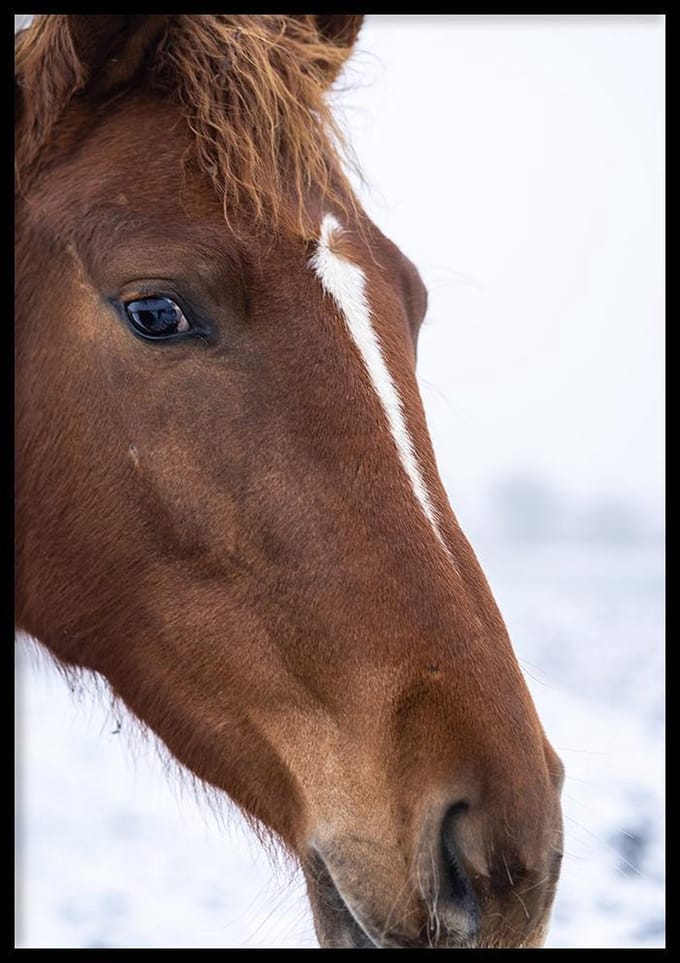 Poster Brown Horse - 30x40 cm - Natuur Poster - WALLLL