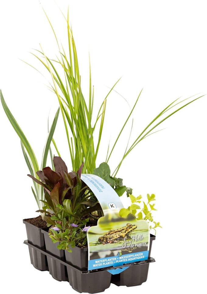 Moerings Zuiverende Vijverplanten Mix | In Thema Sixpack
