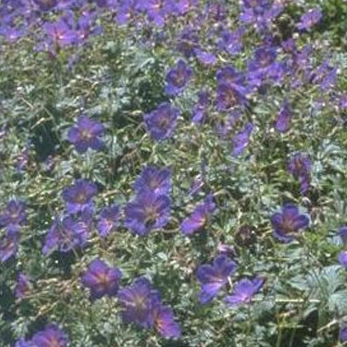 6 x Geranium Himalayense - Ooievaarsbek pot 9x9cm