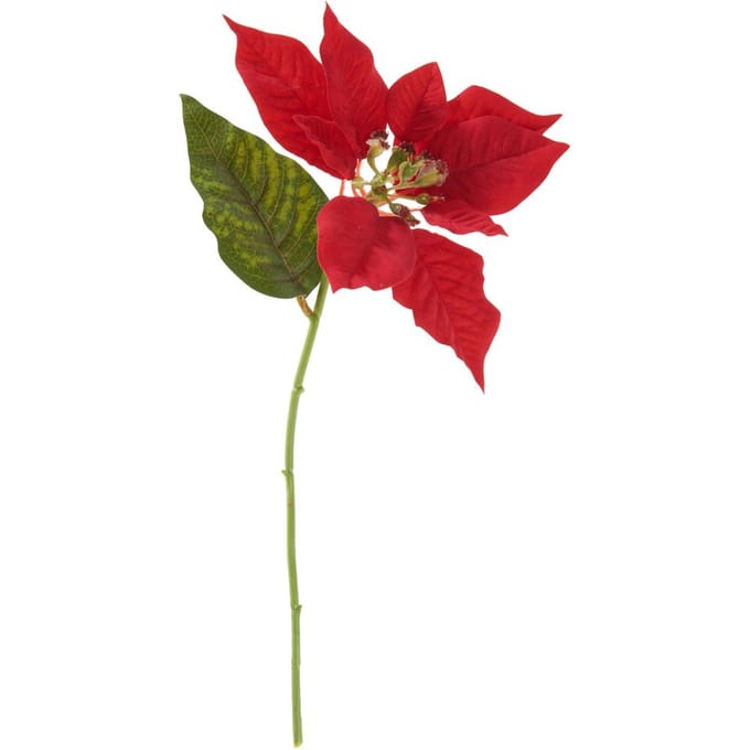 Kerstster bloem