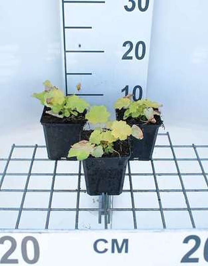 6x Damastbloem - Heuchera hybr. 'Citronelle' | 9x9 cm pot