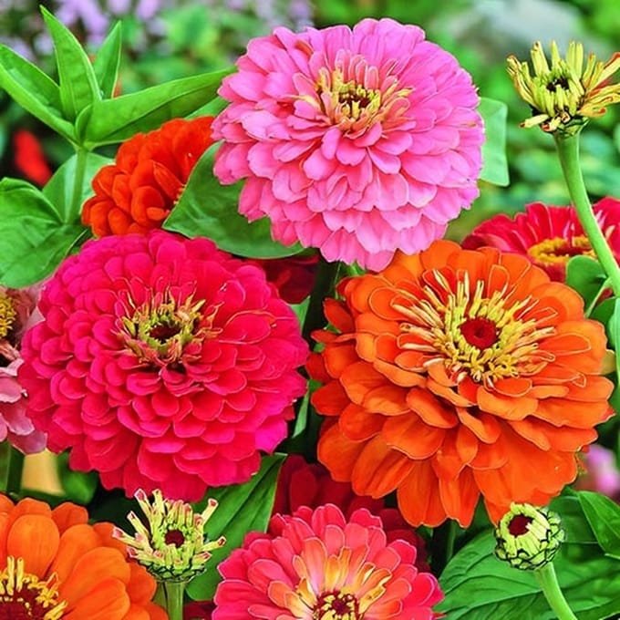 Zinnia zaden - Californische Reuzen gemengd