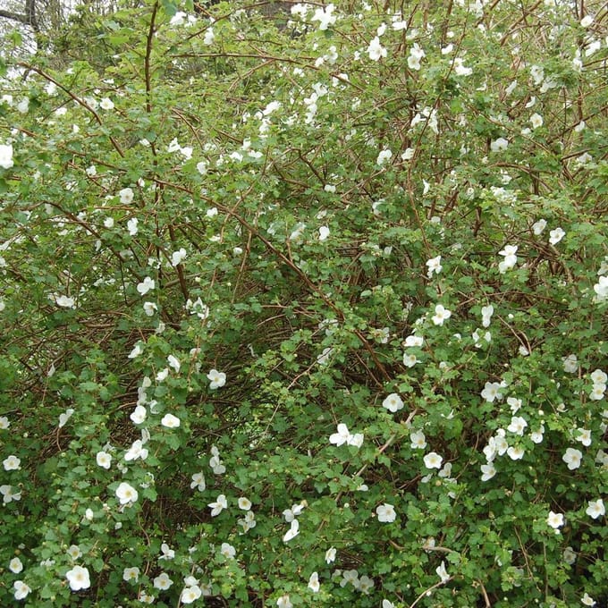 Rubus 'Benenden' - Sierbraam;Braam 30-40 cm pot