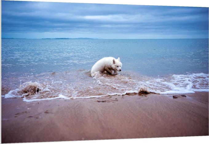 Forex - Witte Hond in de Zee - 150x100cm Foto op Forex