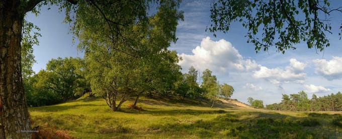 Fotobehang heide op de Veluwe 450 x 260 cm - € 295,--