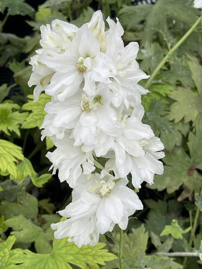 6x Ridderspoor - Delphinium (p) 'Galahad' | 9x9 cm pot