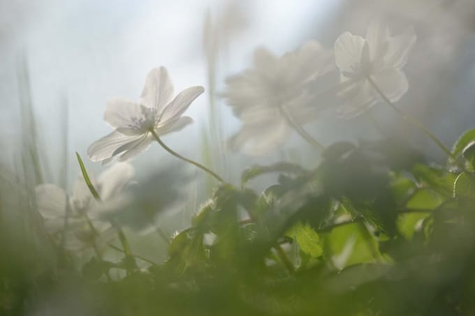 Fotobehang bloeiende bosanemonen 450 x 260 cm - € 295,--