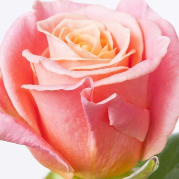 10x Rosa miss piggy+ 60cm