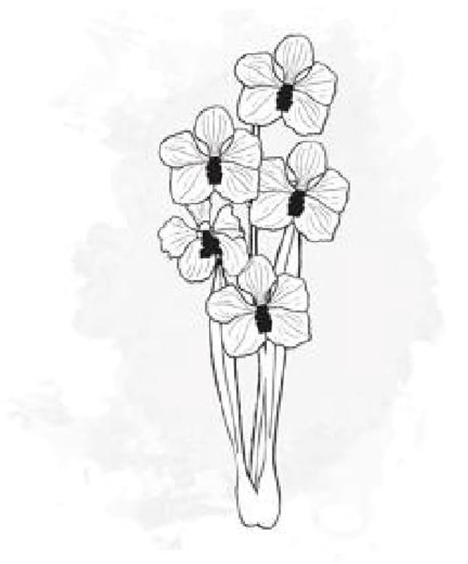 10x Dendr. - wit