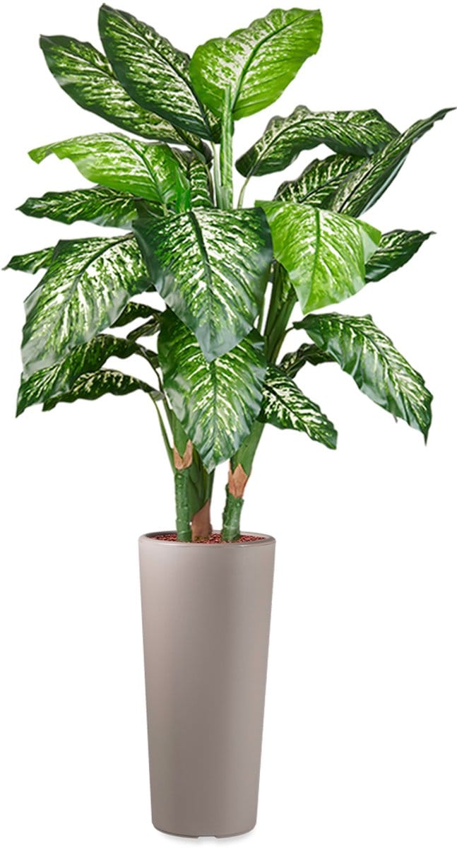 HTT - Kunstplant Dieffenbachia in Clou rond taupe H175 cm