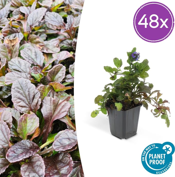 48x kruipend zenegroen - Ajuga reptans - 10-25cm - Ø9cm - ideale bodembedekker