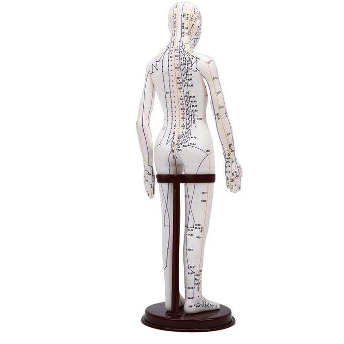 52cm Acupunctuur 60 Graden Roteerbare Armen Acupunctuurpunt Lichaamsmodel voor Studententraining Demonstratie Wit white
