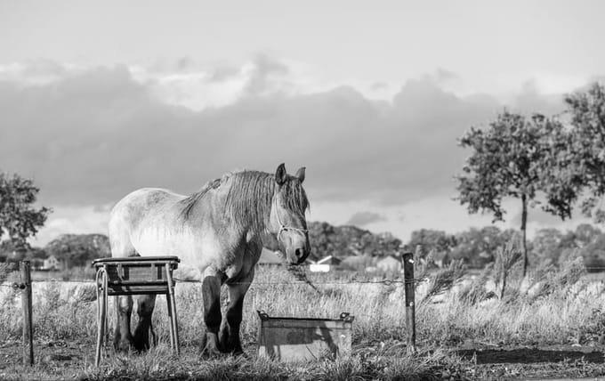 Trekpaarden TW8 - Canvas - Ton van der Weerden - 70 x 100 cm