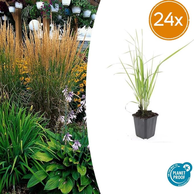 24 maal Calamagrostis acutiflora 'Karl Foerster' - bodembedekker / borderplant