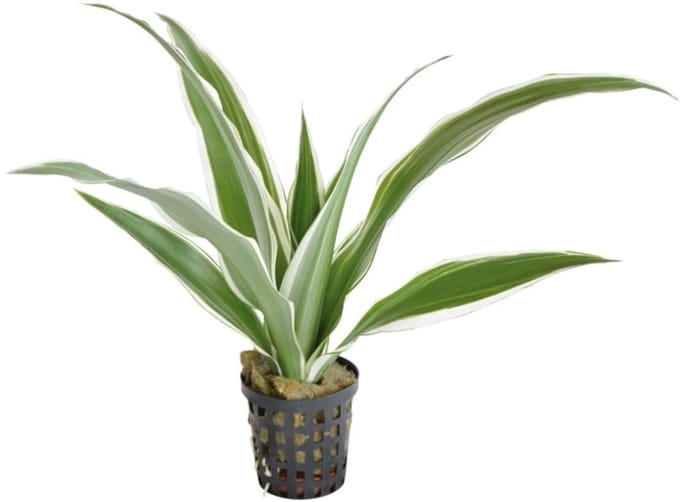 Aquafleur Dracaena Sanderiana Wit in 5 cm pot