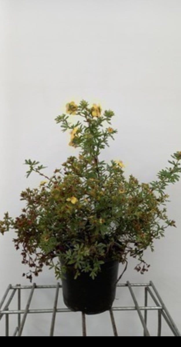 2 x Potentilla frut. 'Goldstar' - Struikganzerik, Heesterganzerik, 25- 30 cm in pot