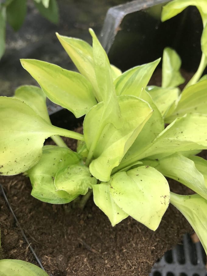 6 x Hosta 'Emerald Tiara' (Klein) - Hartlelie - P9 Pot (9 x 9cm) - Dima Vaste Planten