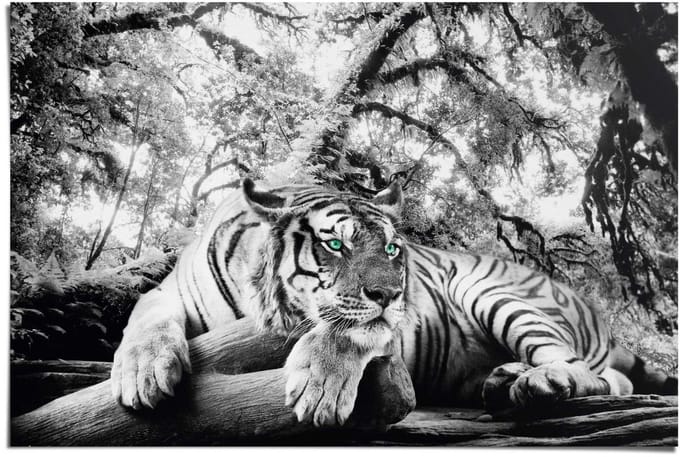 Poster Tiger is watching you - 61 x 91,5 - Papier - REINDERS