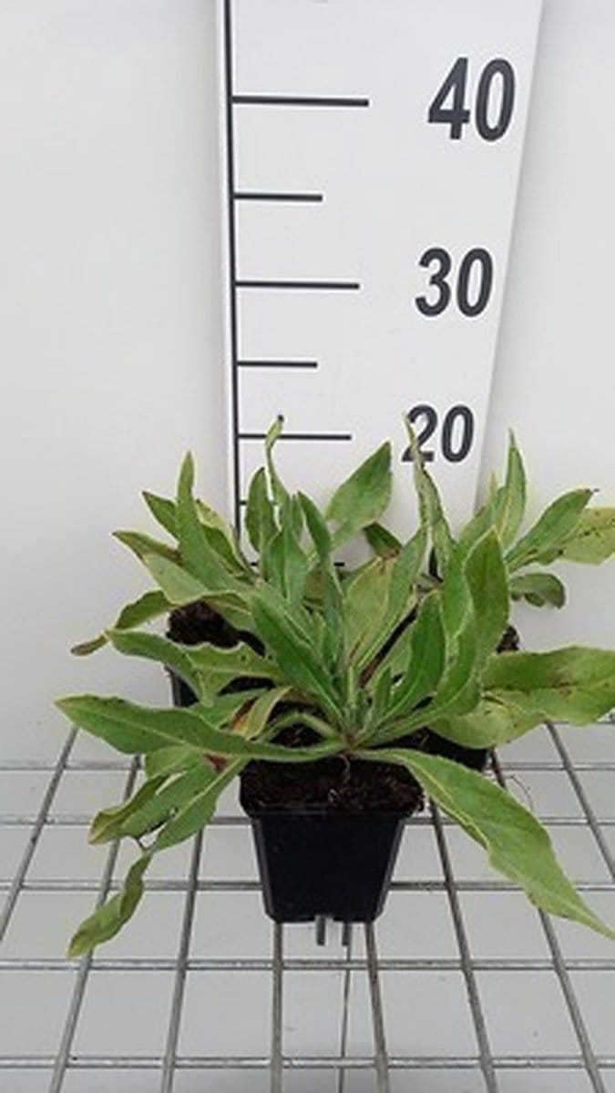 6x Ossetong - Anchusa az. 'Loddon Royalist' | pot 9 x 9 cm
